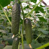 БРИЗ F1 огурец Саката (500 шт)