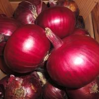 МОНАСТРЕЛ F1 лук Энза Заден