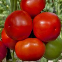 КОНКОРД F1 томат Гриномика