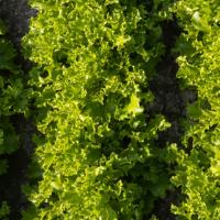 ГРИНАЛИ F1 салат лолло блонда Энза Заден