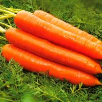 КОЛТАН F1 морковь Нюнемс (100 000 шт)