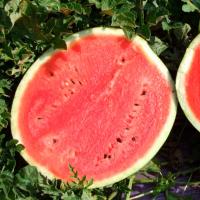 ЮЛИЯ F1 арбуз Нюнемс