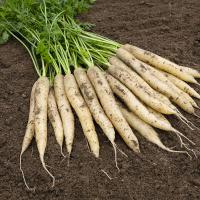 ВАЙТ САТИН F1 морковь Бейо (2.0-2.2)