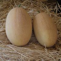 ОКСАНА F1 дыня Энза Заден