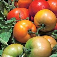 ТРИБЕКА F1 томат Вильморин