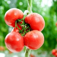 АЗОР F1 томат Гавриш