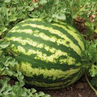 МАКСИМУС F1 арбуз Гриномика (500 шт)