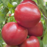 КРЕАТИВ F1 томат Гриномика