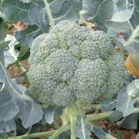 ЛОРД F1 брокколи Семинис