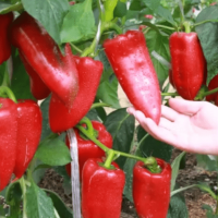 АРИАДНИ F1 перец Семинис