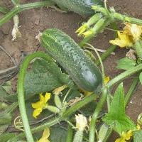 СПАРТАК F1 огурец Гриномика