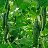 КОМАНДОР F1 огурец Гриномика