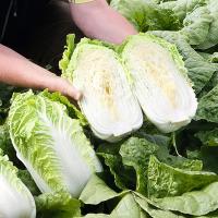 ЭМИКО F1 капуста пекинская Бейо