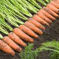 КАСКАД F1 морковь Бейо (2.4-2.6)