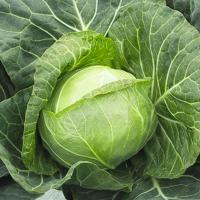 ПАРЕЛ F1 капуста белокочанная Бейо