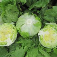 ДАМИОН F1 салат айсберг Энза Заден