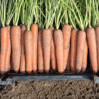 НЬЮХОЛЛ F1 морковь Бейо (2.4-2.6)