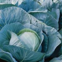 ТРИПЕРИО F1 (СГ 3352 F1) капуста белокочанная Сингента