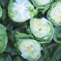 ЭДУАРДО F1 салат айсберг Энза Заден