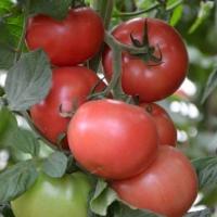 ПИНКДЖЕЙН F1 томат Энза Заден