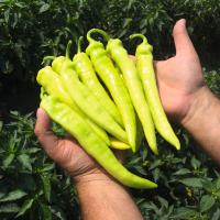 АНГАРА F1 перец Бейо