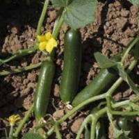 СУПЕРИНА F1 огурец Хазера