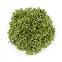 ЛАЛИК F1 салат айсберг Райк Цваан, 5 тыс.драже