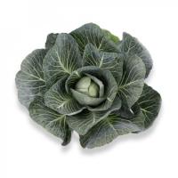 МАРЧЕЛЛО F1 капуста белокочанная Райк Цваан, GD, 2500 шт