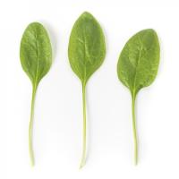 МЕРКАТ F1 шпинат Райк Цваан, PR, 25 тыс.шт