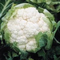 АМЕРИГО F1 капуста цветная Сингента