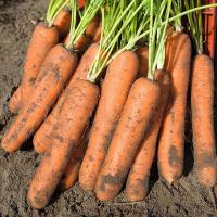 НОРВОЛК F1 морковь Бейо (2.4-2.6)