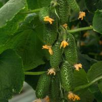 СМАРТ F1 огурец Гавриш