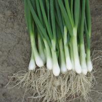 ПЕРФОРМЕР F1 лук на зелень Бейо (2 500 000)