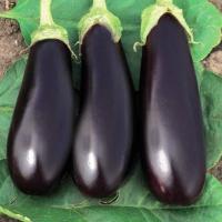 ФАБИНА F1 баклажан Вильморин