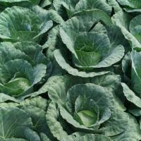 БУХАРЕСТ F1 капуста белокочанная Семинис