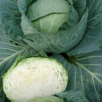 ТАКОМА F1 капуста белокочанная Райк Цваан, GD, 2500 шт