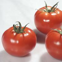 РАЛЛИ F1 томат Энза Заден