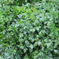 АРЛЕКИНО F1 петрушка Гавриш (100 г)