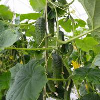 АНЗОР F1 огурец Бейо (1000)