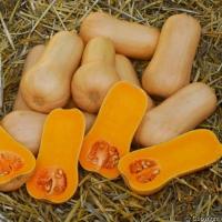 ПЛУТО F1 тыква Саката