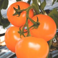 ТИ-169 F1 томат Энза Заден (500)