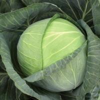 БРИГАДИР F1 капуста белокочанная Вильморин