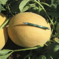 МИРОН F1 дыня Хазера