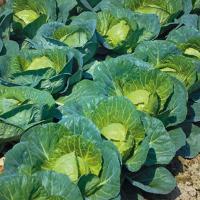 РАНЕТКА F1 капуста белокочанная Гриномика