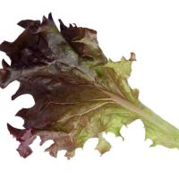 РОСАЛО F1 салат лолло росса Энза Заден