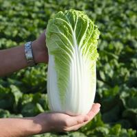 БИЛКО F1 капуста пекинская Бейо (10 000)