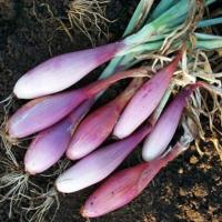 СТИЛЯГА F1 лук Гавриш