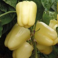 БЛАНЧИНА F1 перец Энза Заден, 1000 шт