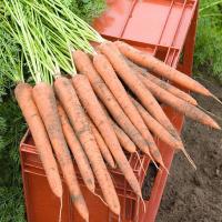 ИБИЦА F1 морковь Бейо (1.6-1.8)