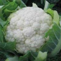 БРАЗИЛИЯ F1 капуста цветная Хазера